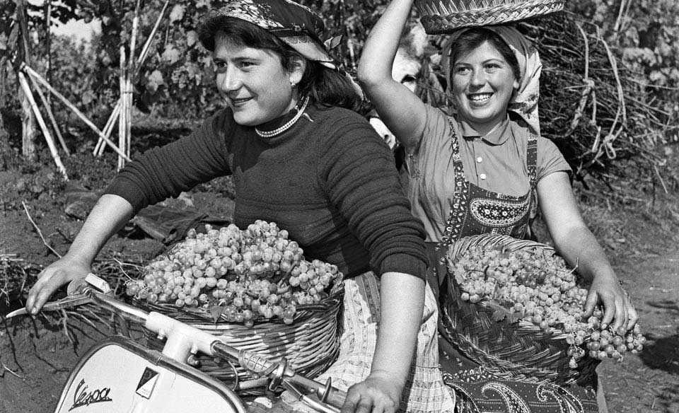 Weintraubenernte in Italien